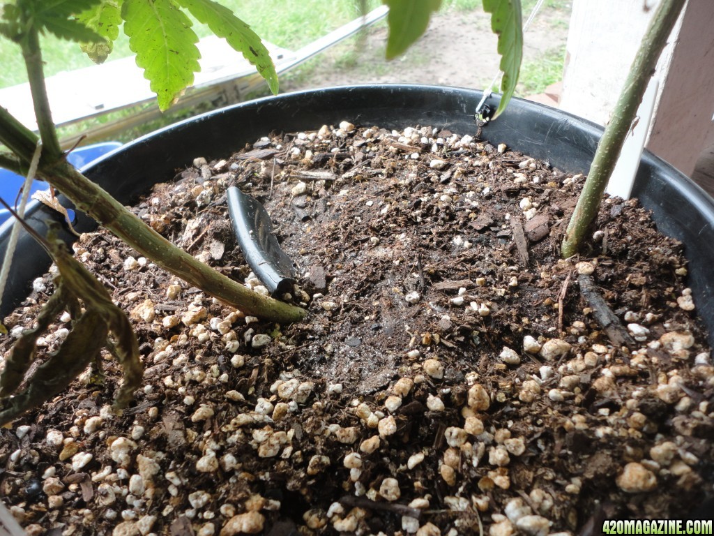 Two plants in the same pot, one is a male and the other?