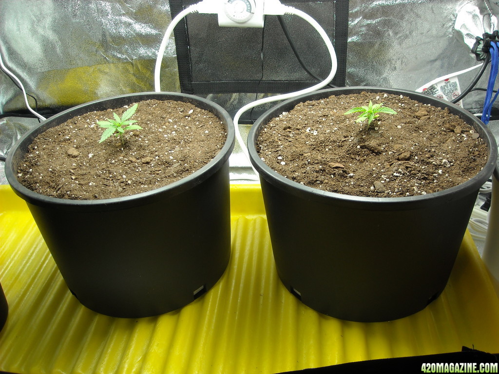 Two Super Skunk seedlings