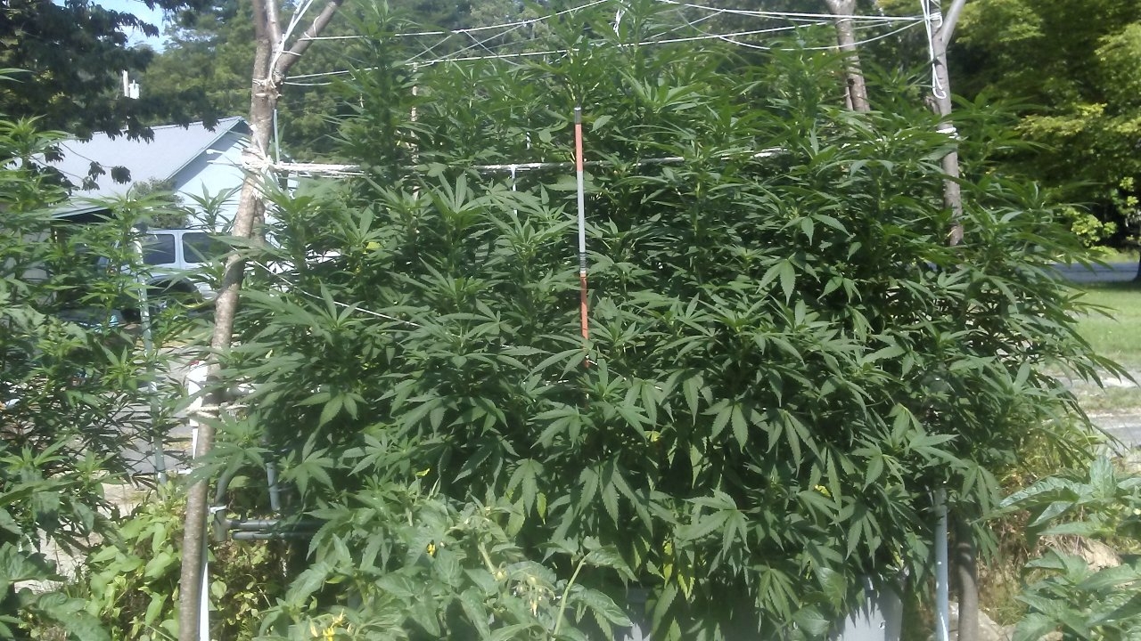 Two weeks into bud 007.jpg