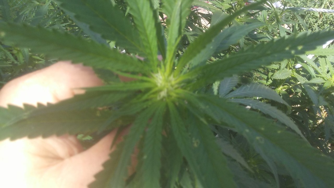 Two weeks into bud 014.jpg