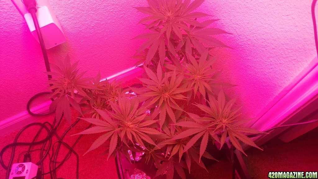 Two weeks into Flower