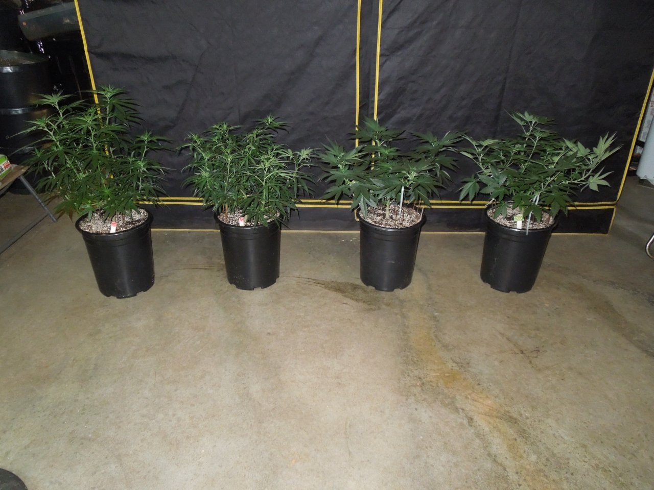 Two Zams on left bk nepjam and panama pck right veg day 46.jpg