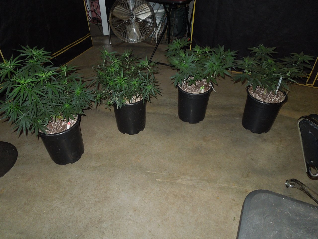 Two Zams on left Panama and Bubba Kush on right.jpg