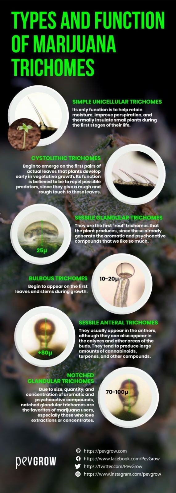 types-and-function-of-marijuana-trichomes.jpg