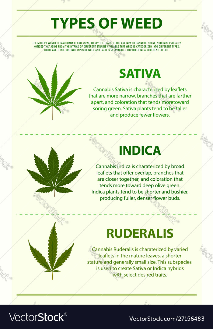 types-weed-vertical-infographic-vector-27156483.jpg