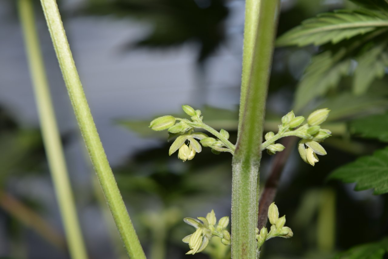 UD 3 Pollen flowers