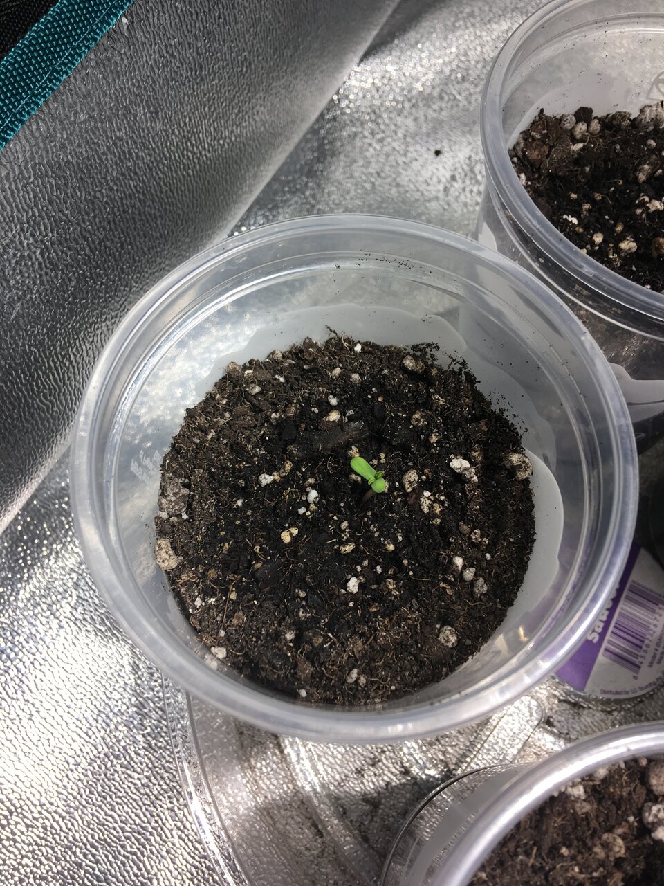 UD sprout