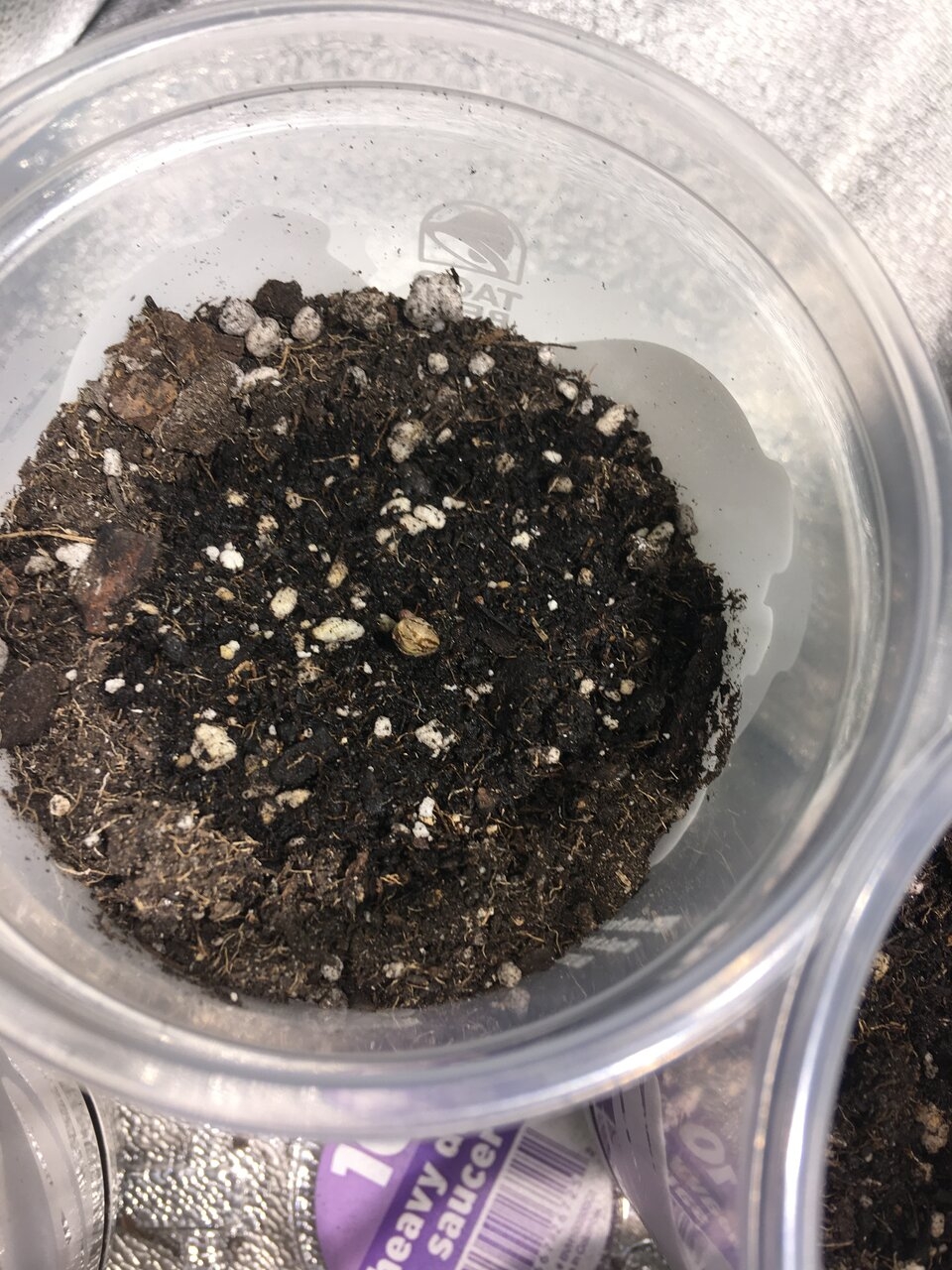 UD sprout