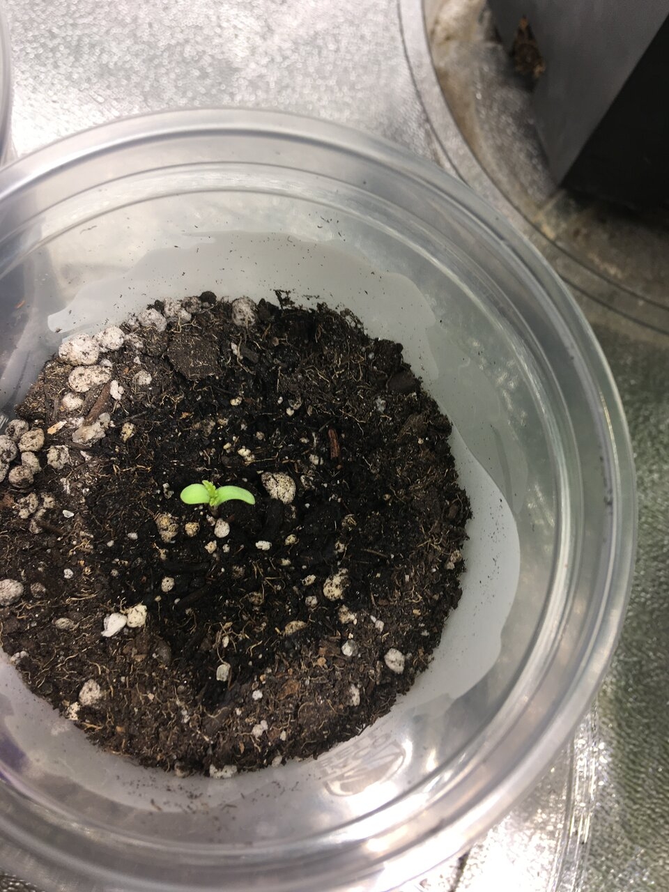 UD sprout