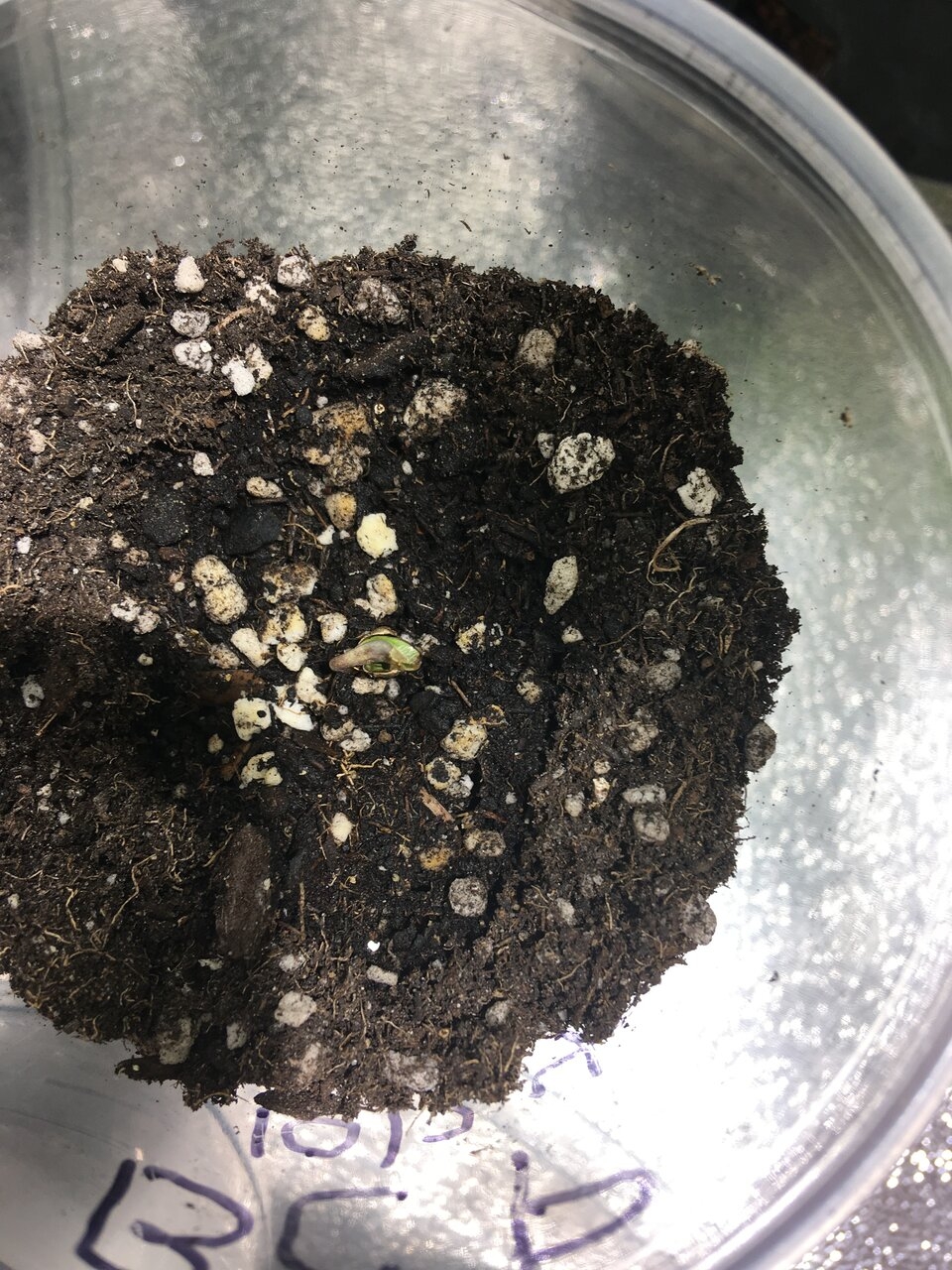 UD sprout