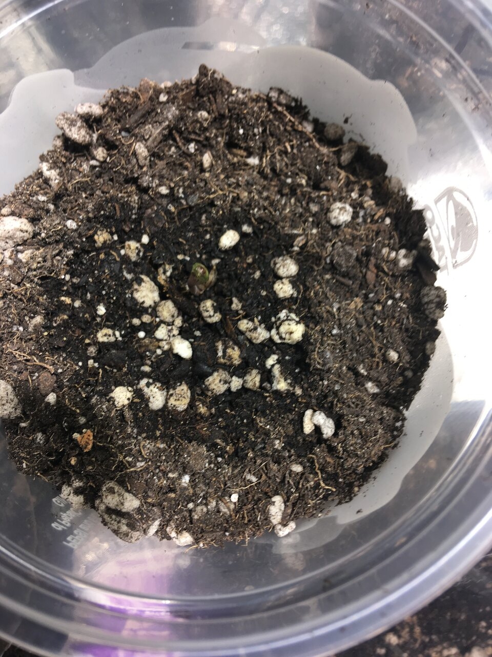 UD sprout