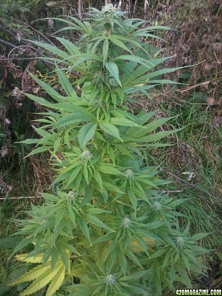 UK Outdoor