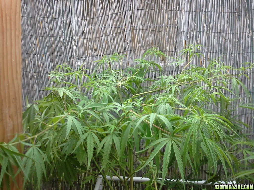 uknown outdoor soiled grown.