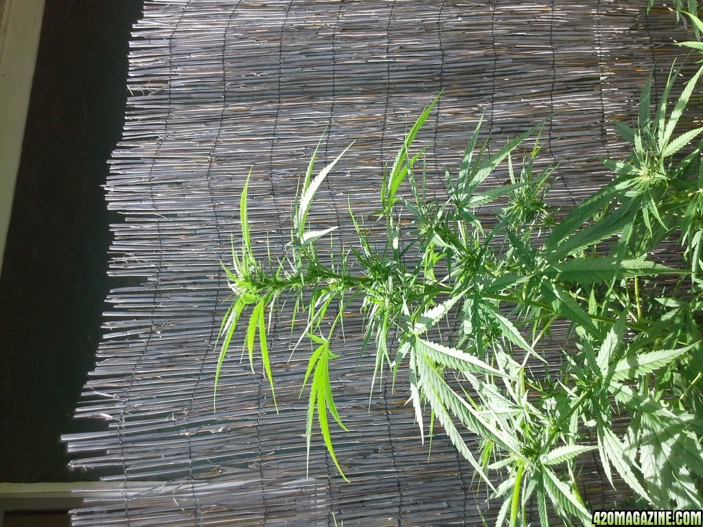 uknown outdoor soiled grown.