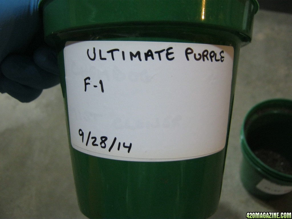 Ultimate Purple F-1