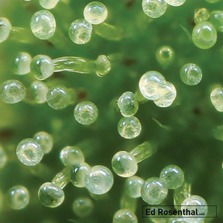 ultra-close-up-immature-bud-trichomes-ed-rosenthal.jpg