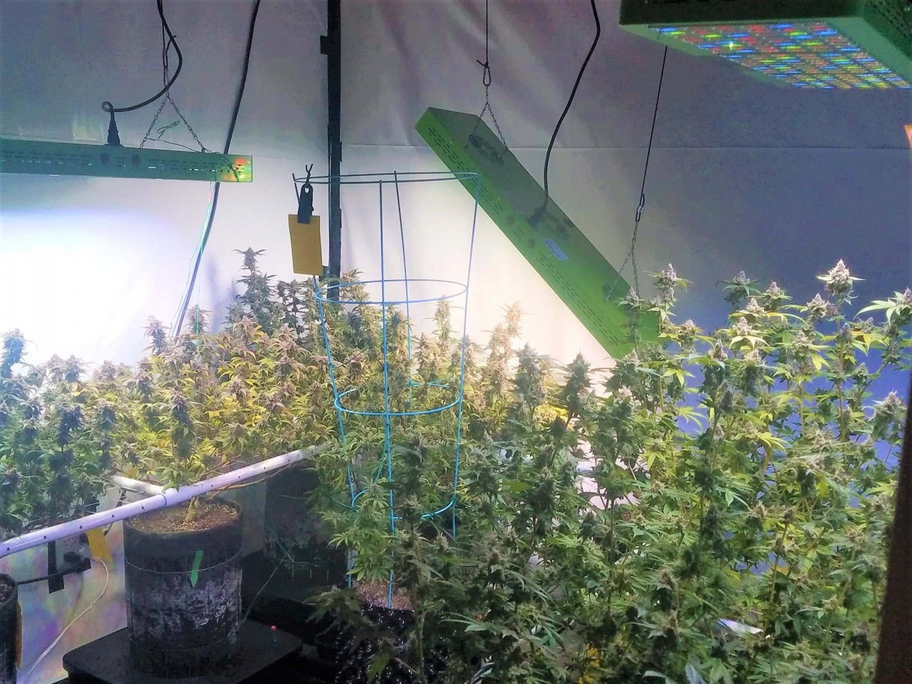 under Mars Hydro Reflector 144 led grow lights