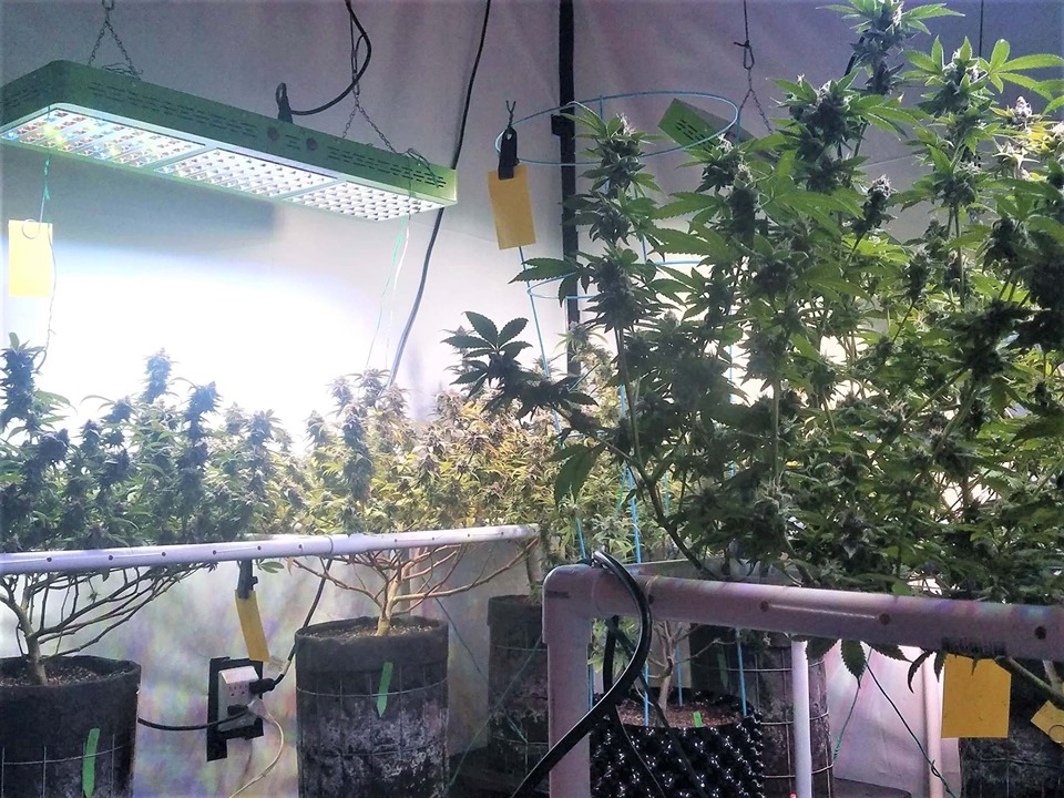 under Mars Hydro Reflector 144 led grow lights