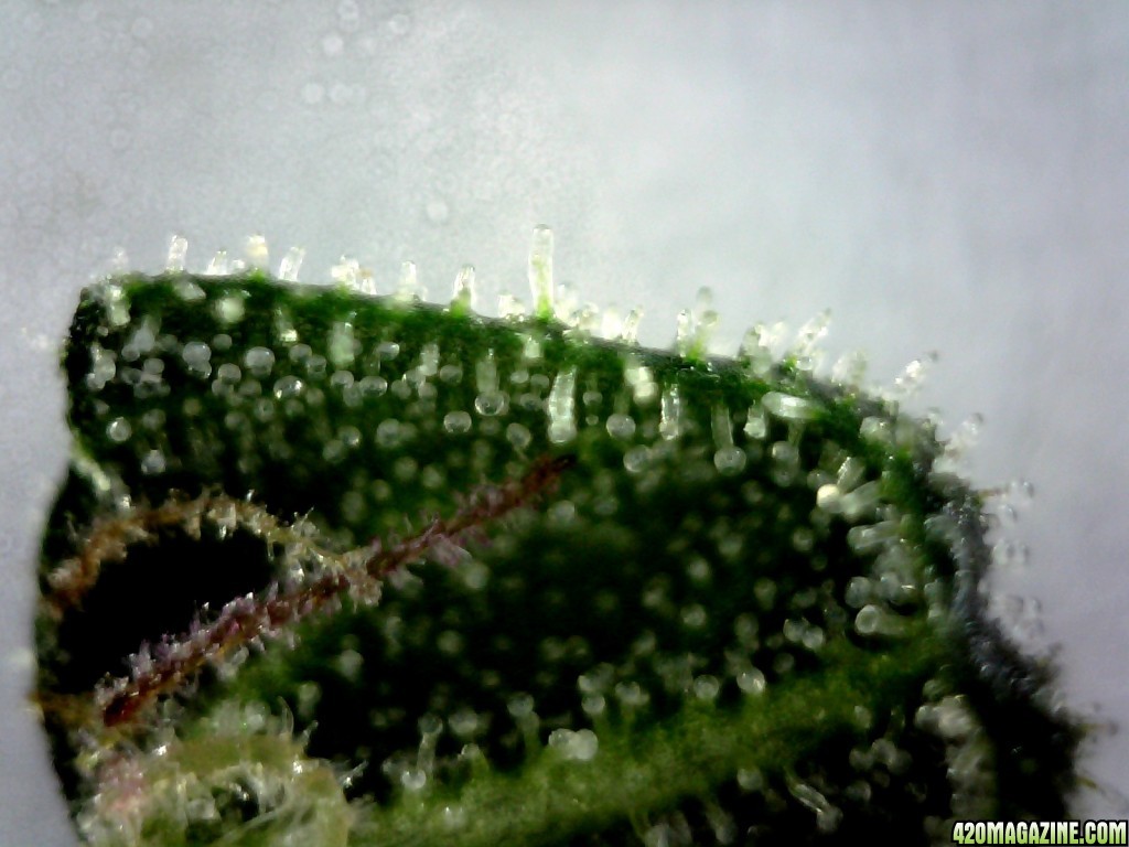 Underside of a sugar leaf from the B/R lady @ ~200X