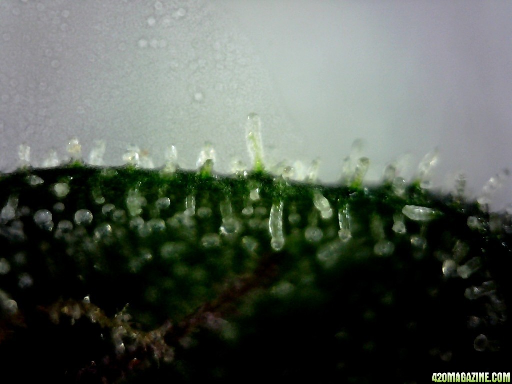 Underside of a sugar leaf from the B/R lady @ ~400X