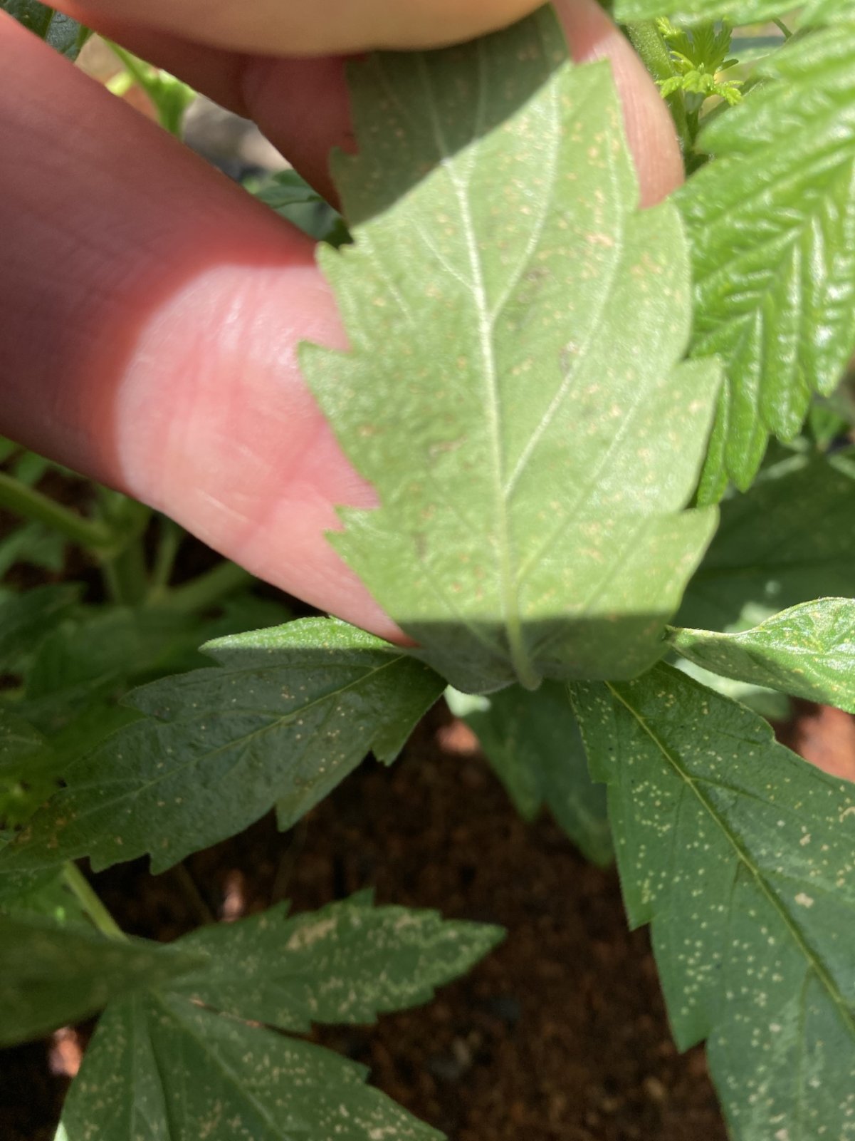 underside of leaf.jpg