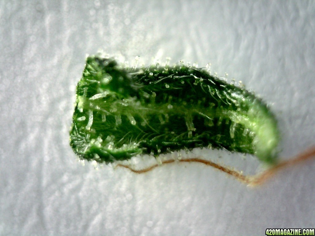 Underside of sugar leaf from left lady @~200x