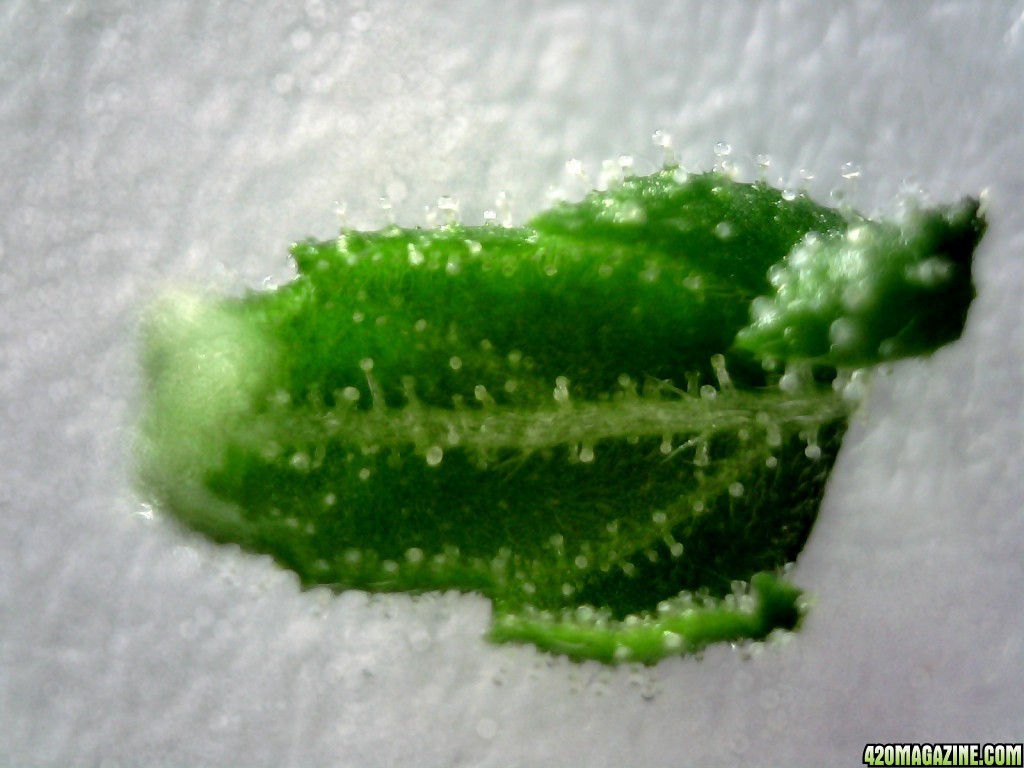 Underside of sugar leaf from left lady @ ~200X