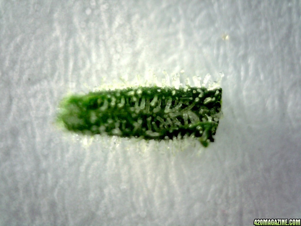 Underside of sugar leaf from right lady @ ~200X