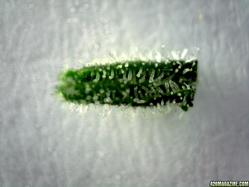 Underside of sugar leaf from right lady @ ~200X