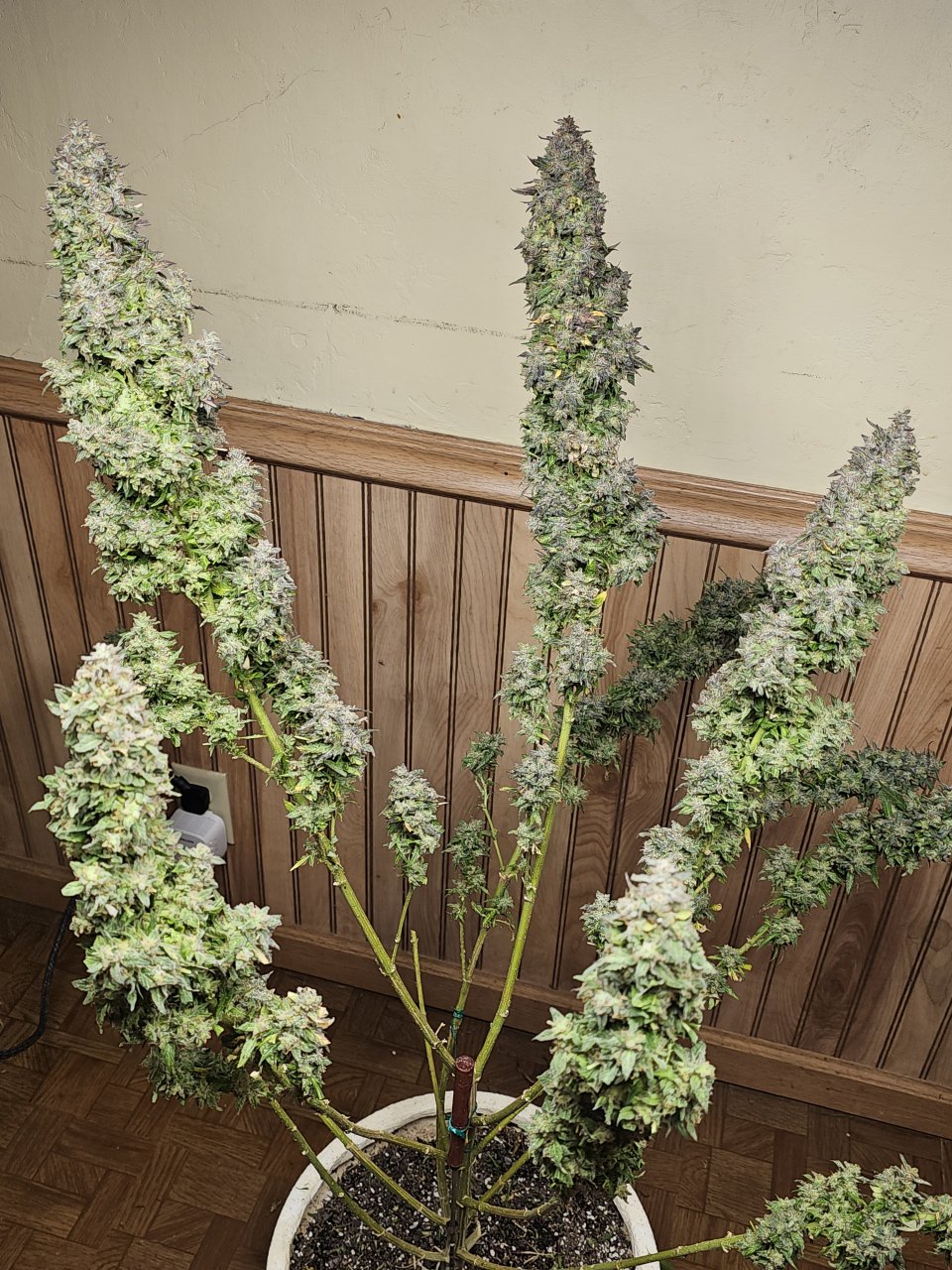 Unicorn kush