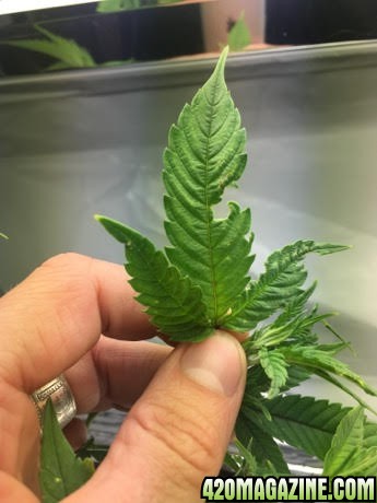 Unidentified Leaf Damage