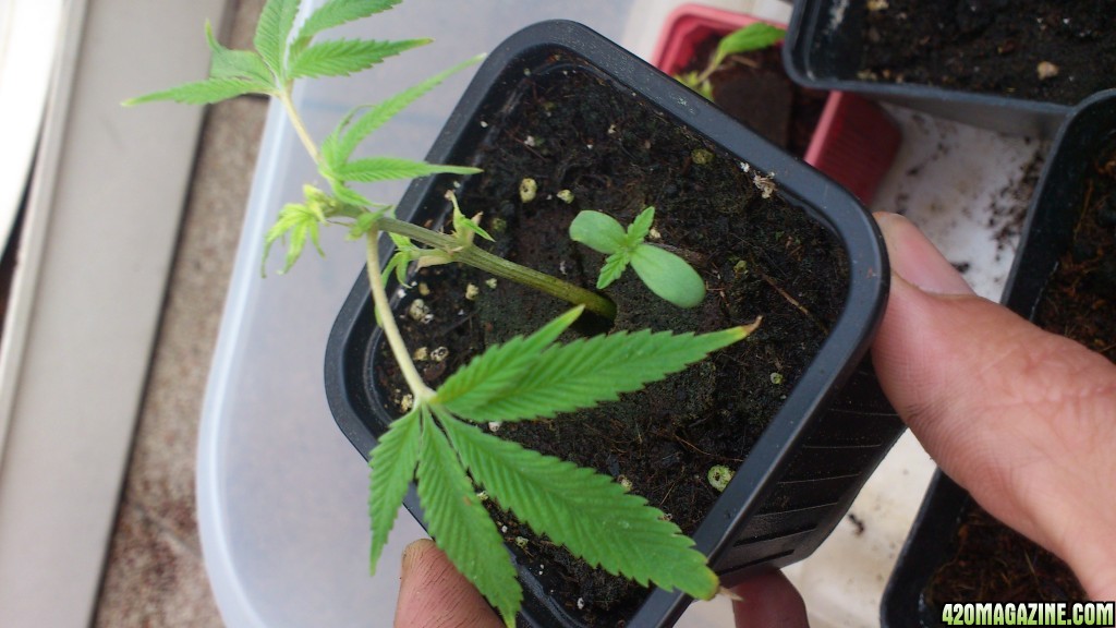 unknow clone and a seed that fall ther i really don't know how