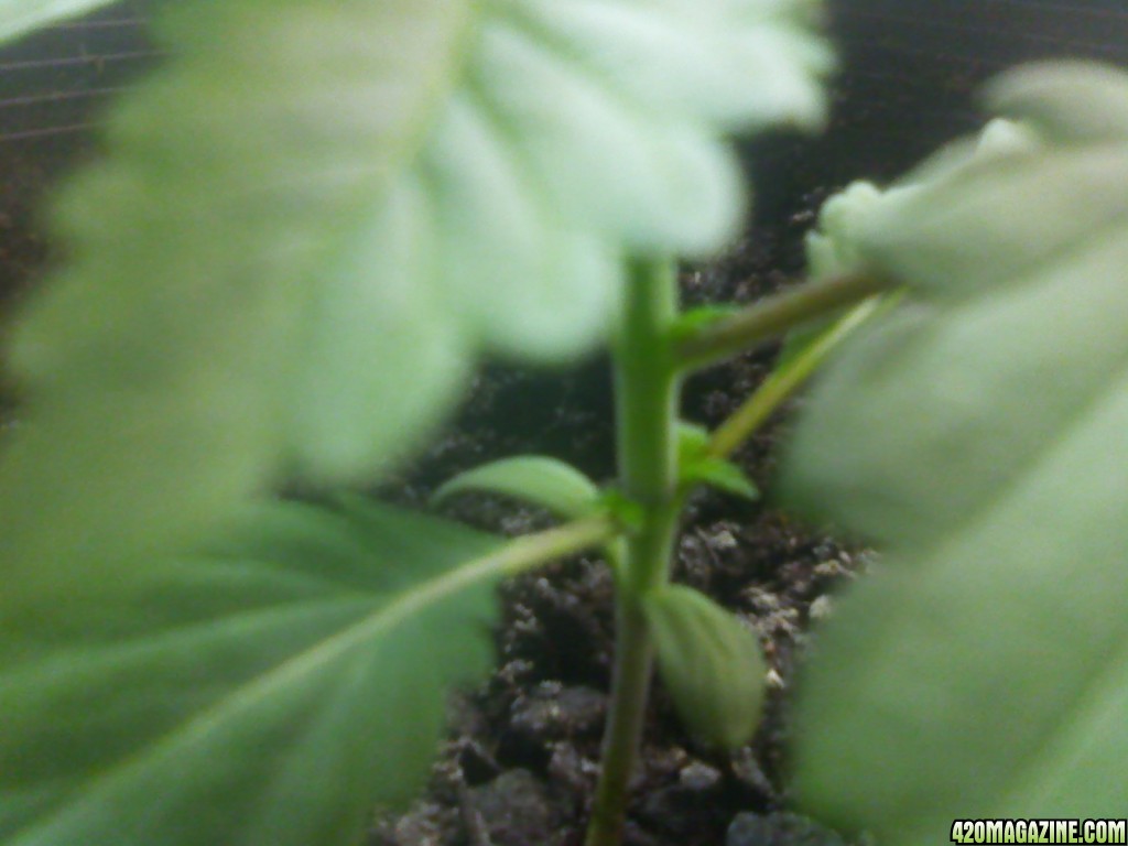 Unknown Bag Seed - Veg Day 13 - Strain Difference