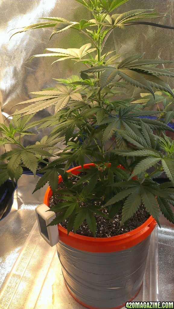 Unknown DNA, whole plant, a first grow attempt