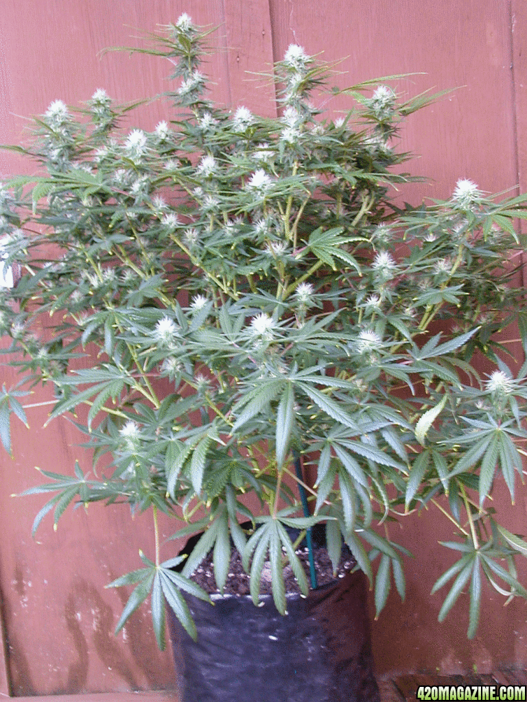 Unknown/Ice Day 22 Flower