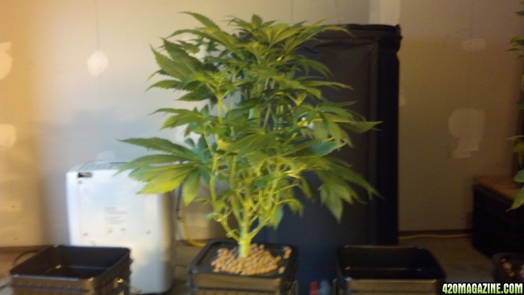 Unknown Indica - Week 4 of Flowering