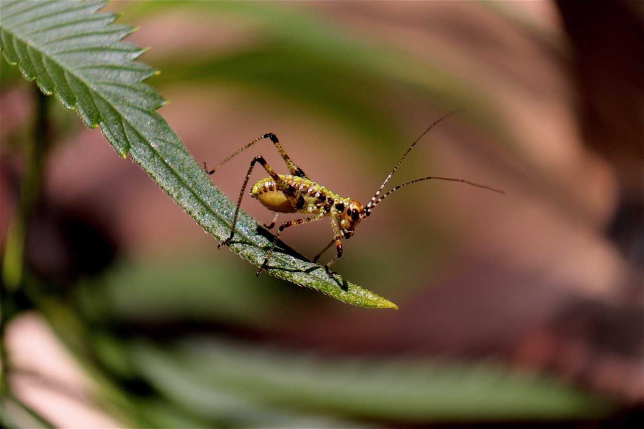 Unknown Insect on Sager Bloom Haze F2-7/4/23