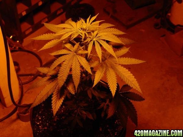 Unknown Medical grow