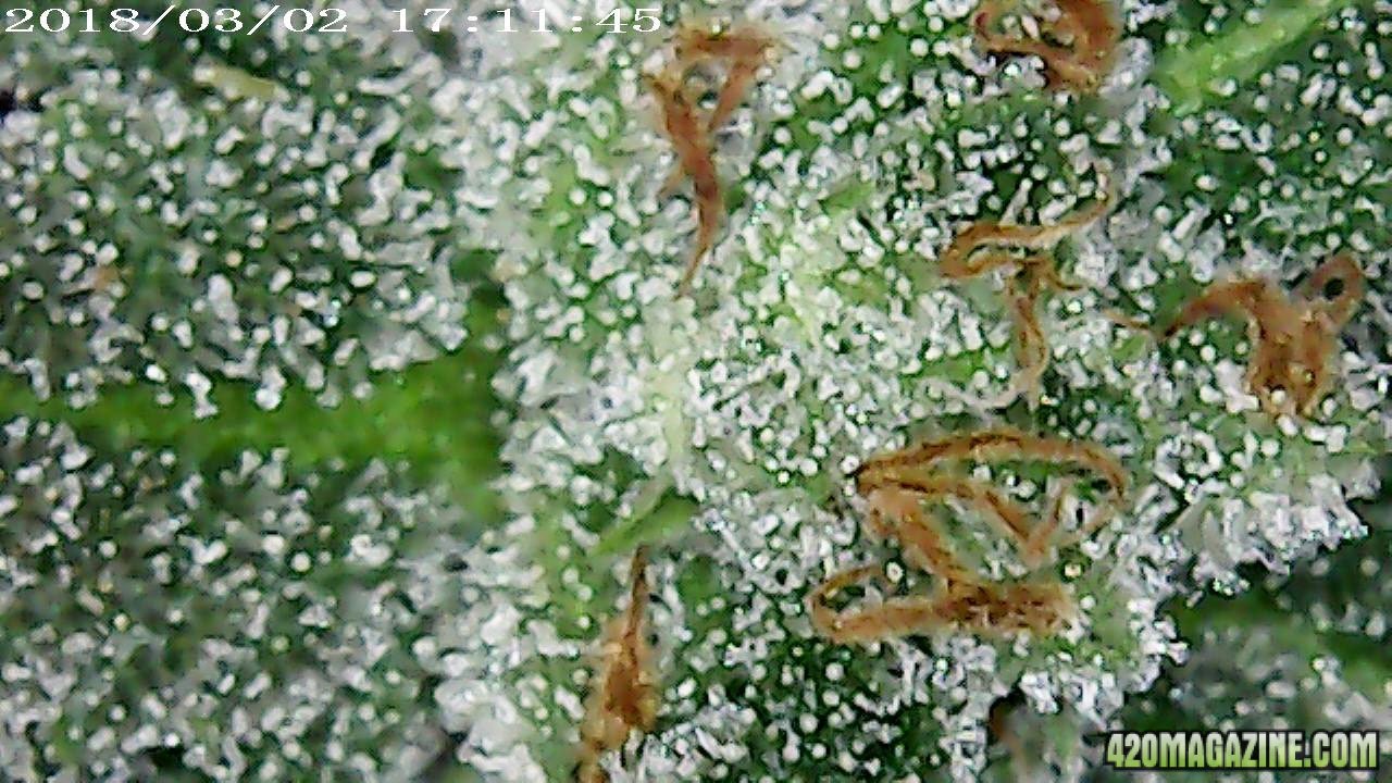 Unknown OG micro