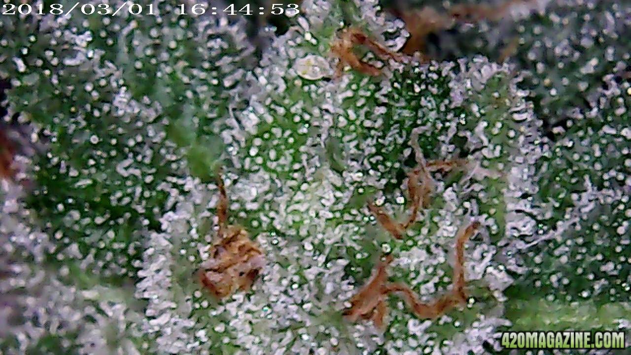 Unknown OG micro