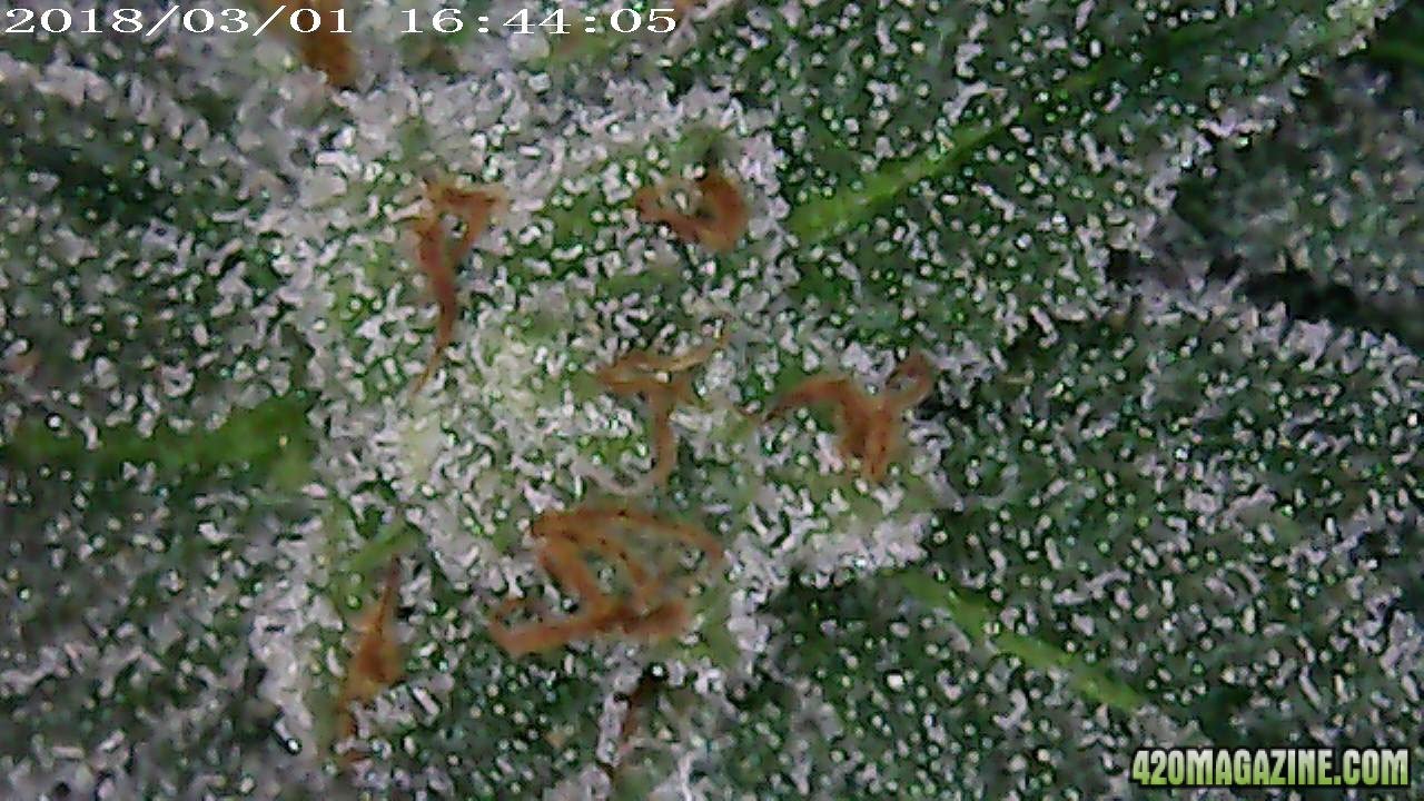 Unknown OG micro