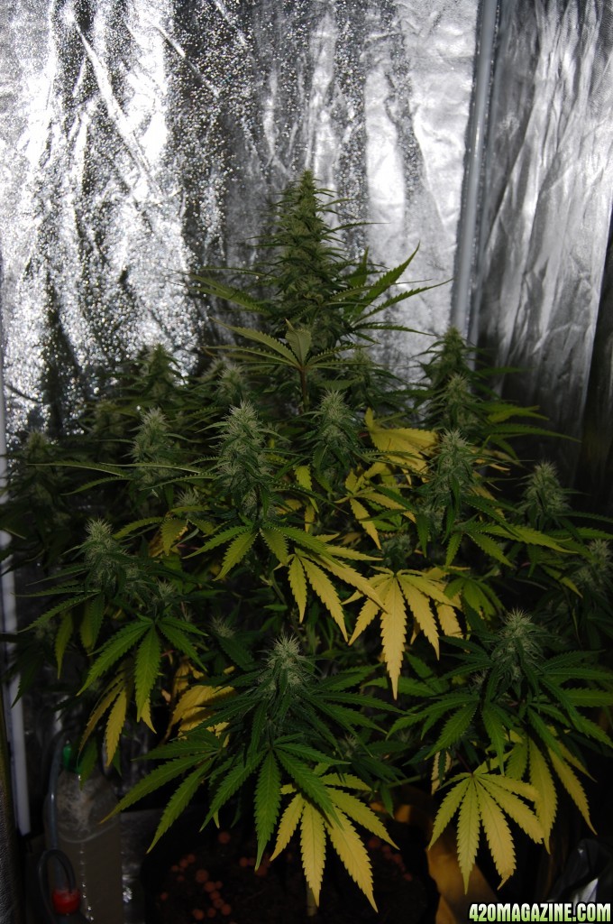 unknown specie - week 3 flowering