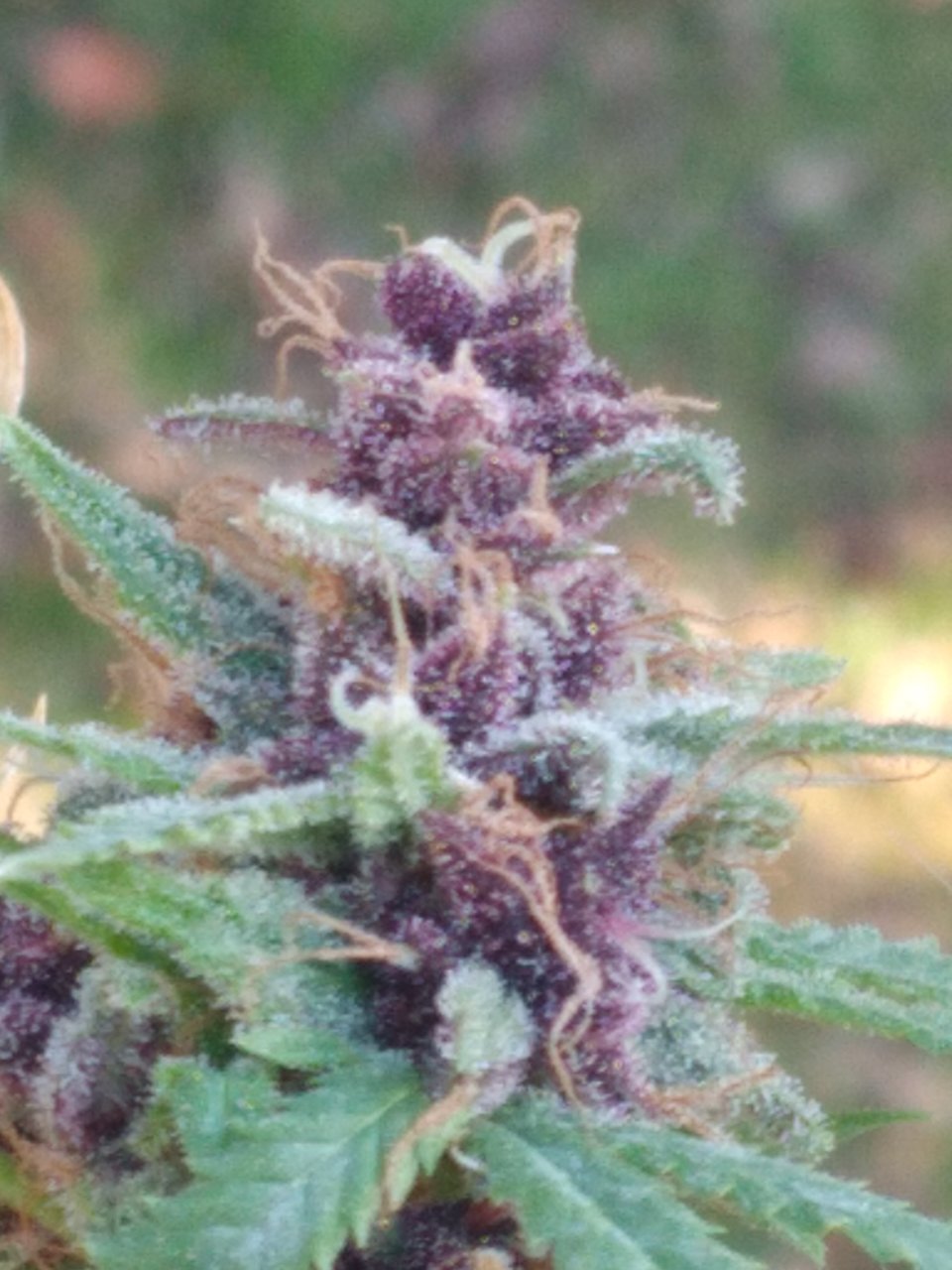 unknown strain purple offspring