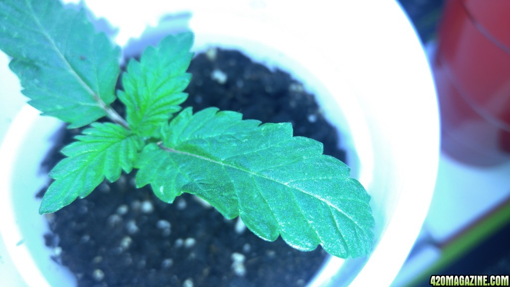 unknown strain seedling 2