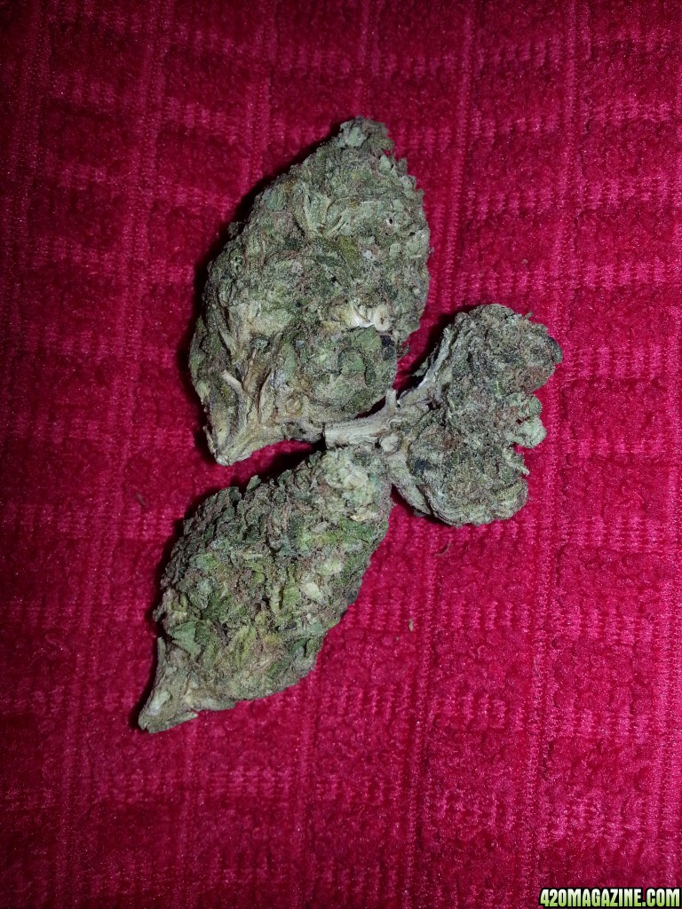 Unknown Strain