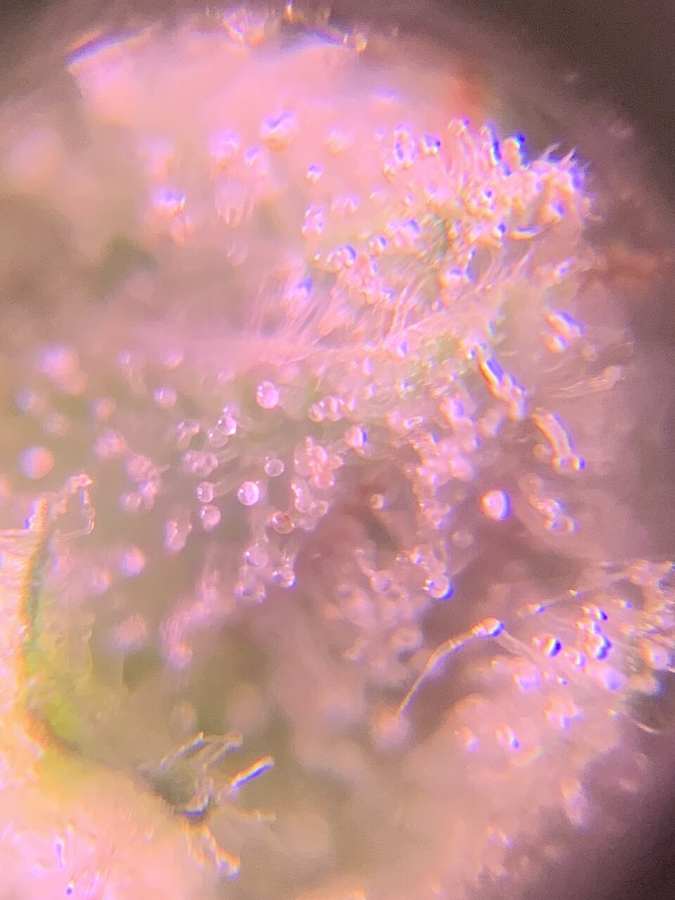 Unknown trichomes clip on 60x photo