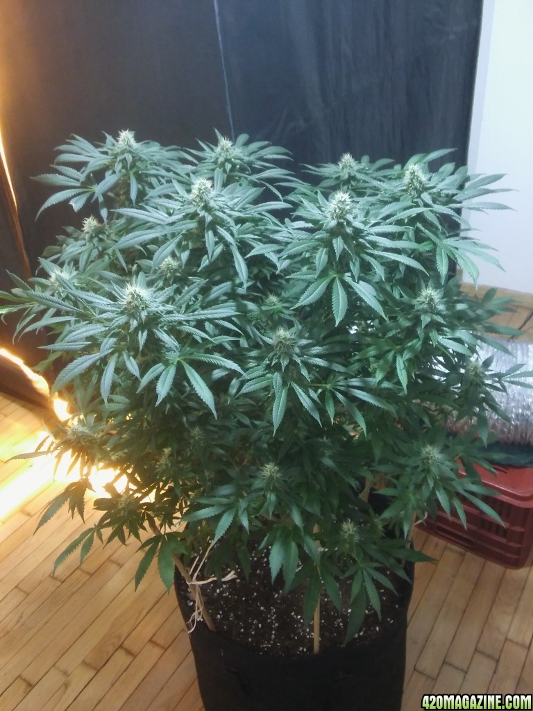 UNKNOWN_SEED_DAY_33