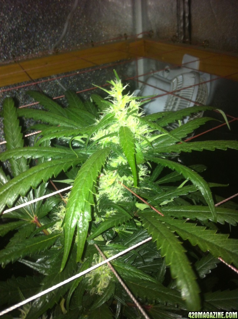 Unusual growth week 5 flower