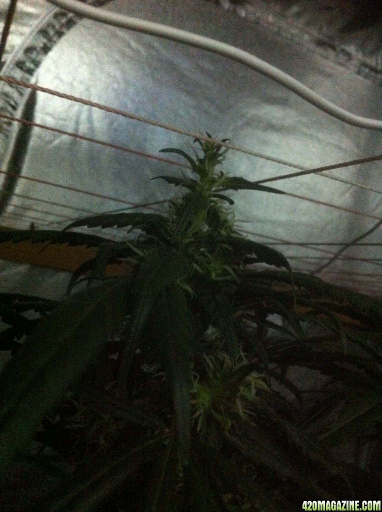 Unusual growth week 5 flower