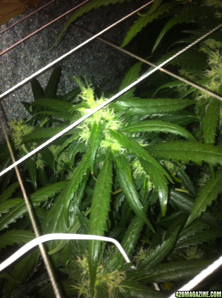 Unusual growth week 5 flower